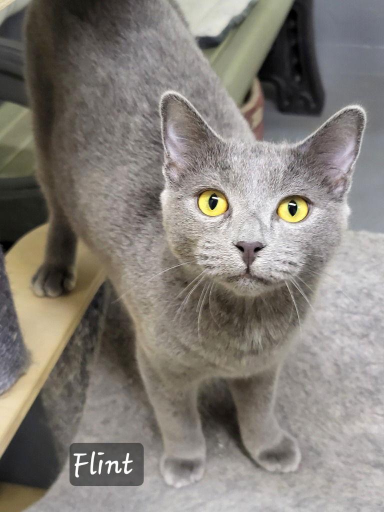 Enlarge Flint, a Adoptable Domestic Short Hair in Ellijay, GA image 1/3