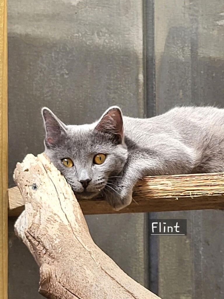 Enlarge Flint, a Adoptable Domestic Short Hair in Ellijay, GA image 2/3
