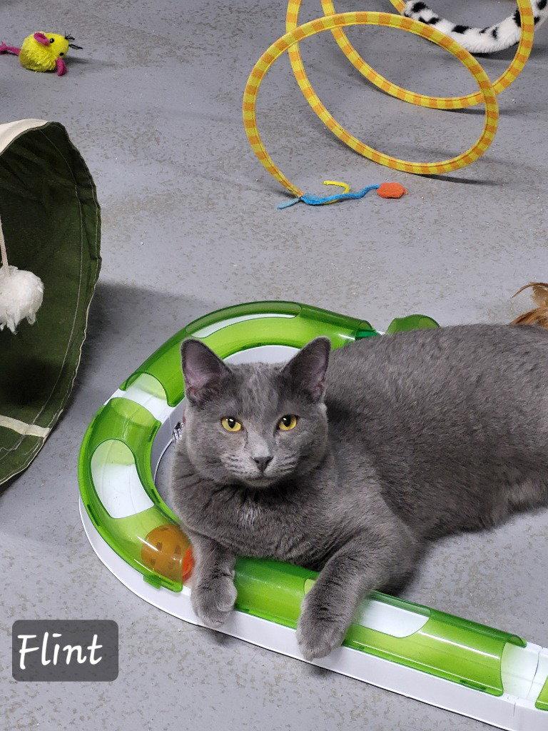 Enlarge Flint, a Adoptable Domestic Short Hair in Ellijay, GA image 2/3