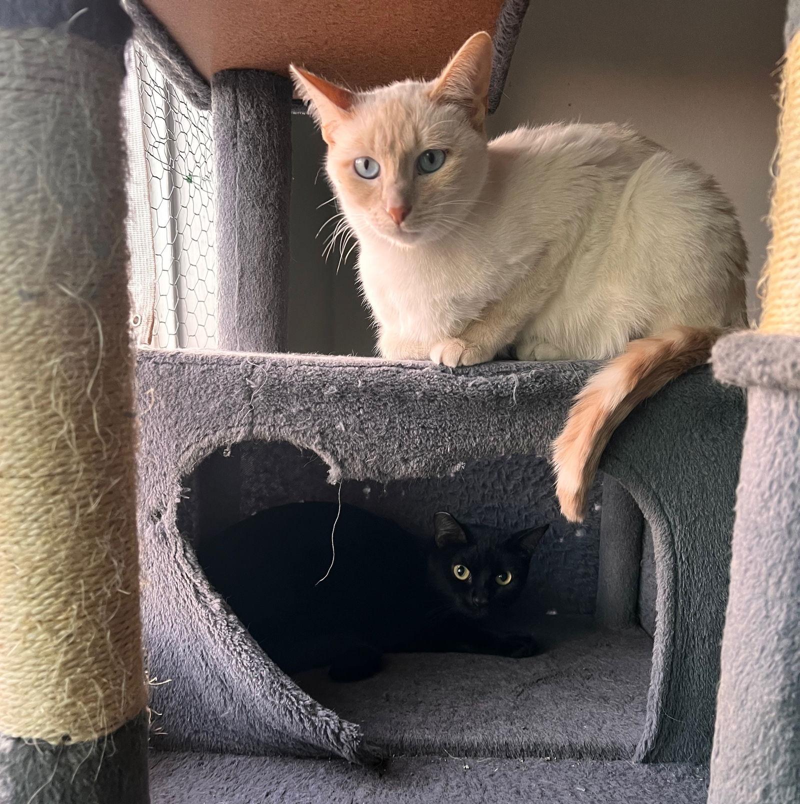 Enlarge Miesha (& Lucky), a Adoptable Domestic Short Hair in Castro Valley, CA image 1/3