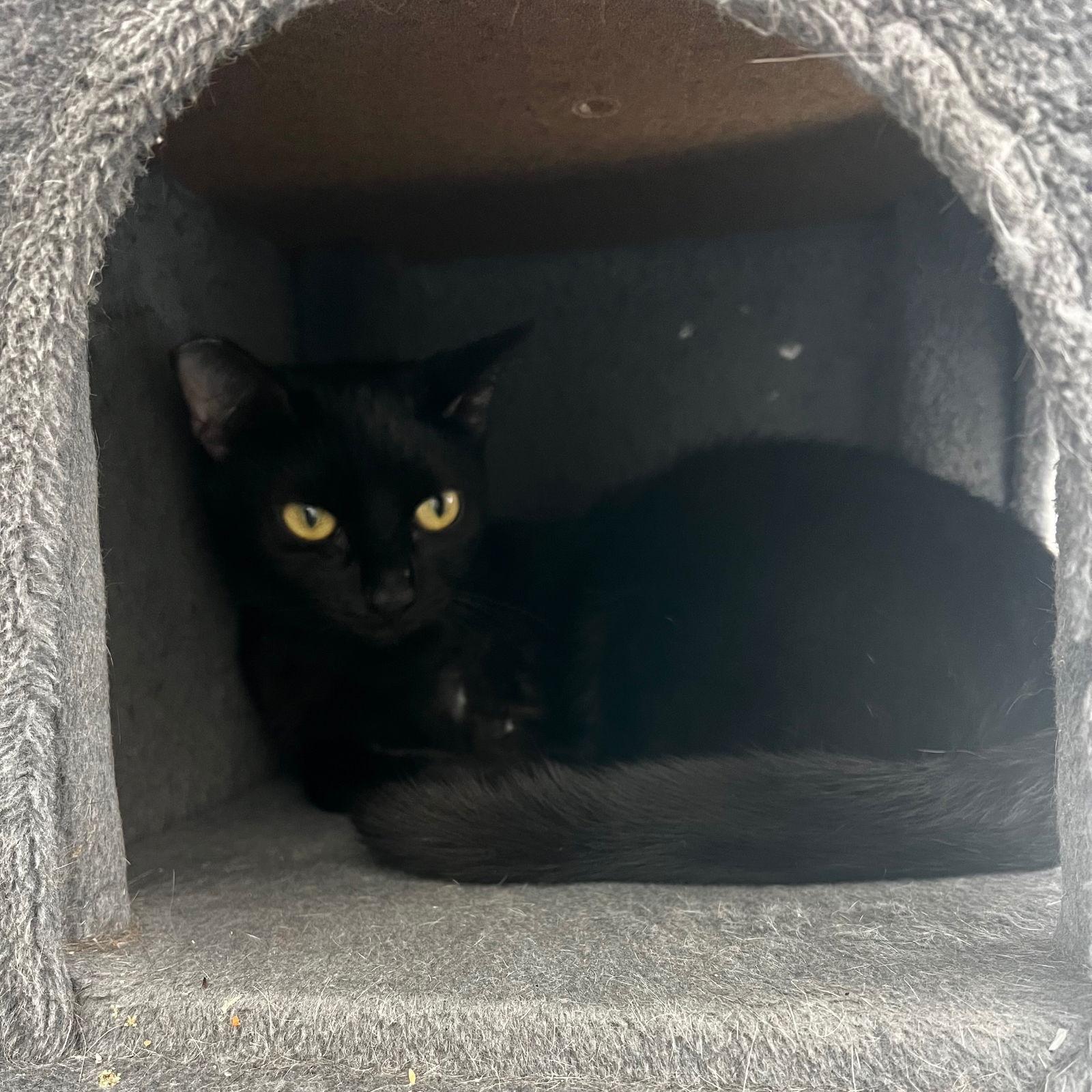 Miesha (& Lucky), Adoptable, Young Female Domestic Short Hair.