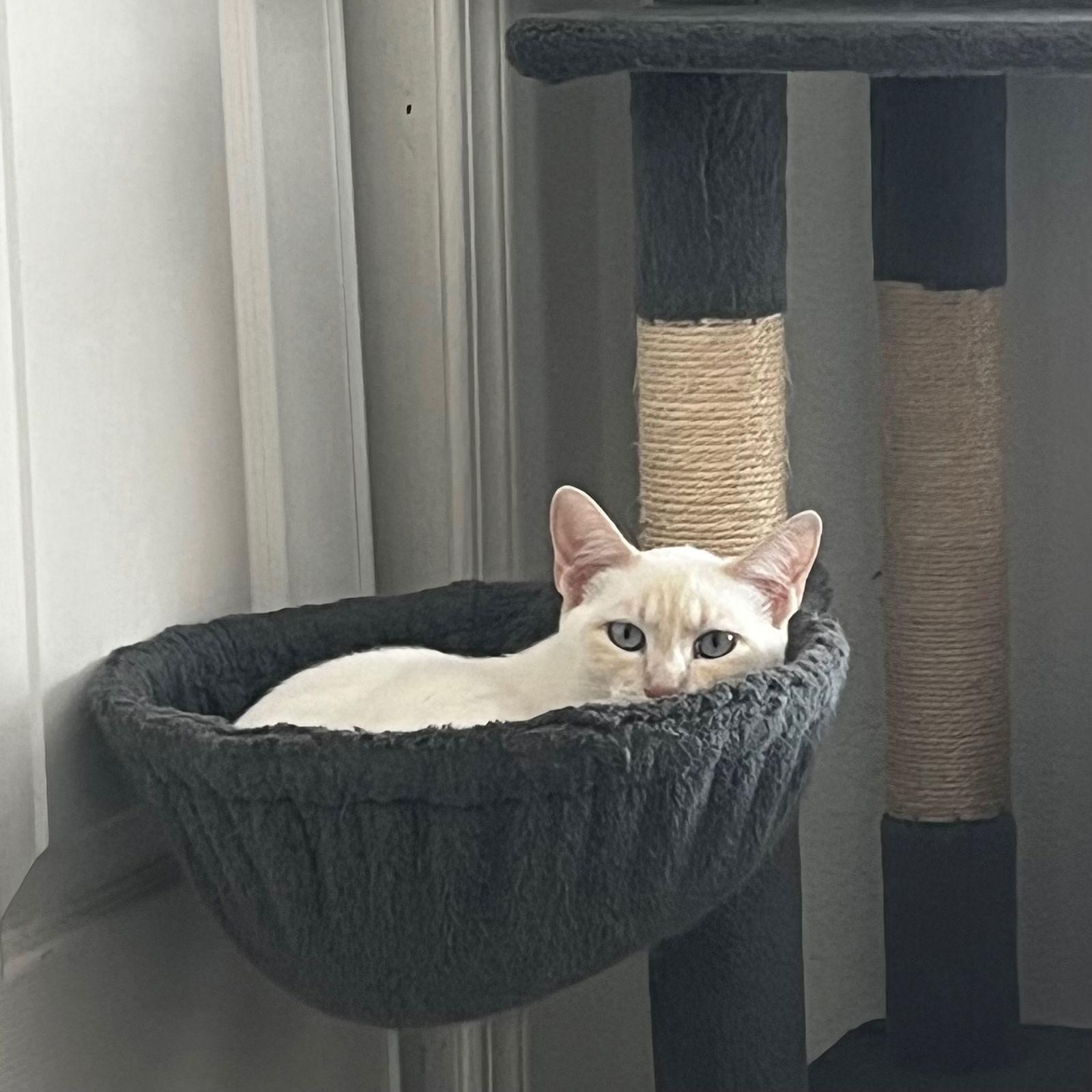 Enlarge Miesha (& Lucky), a Adoptable Domestic Short Hair in Castro Valley, CA image 2/3