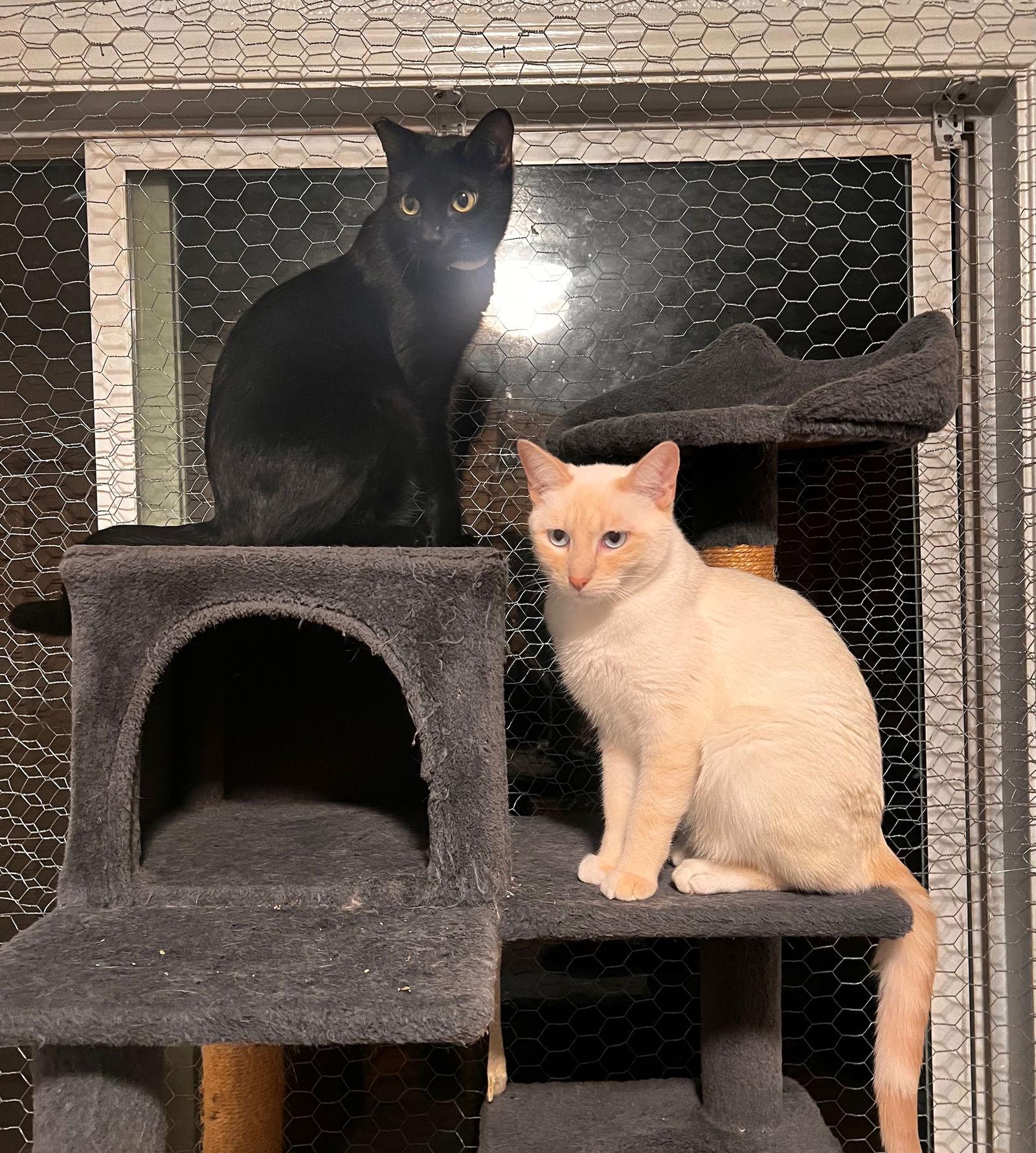 Enlarge Miesha (& Lucky), a Adoptable Domestic Short Hair in Castro Valley, CA image 3/3