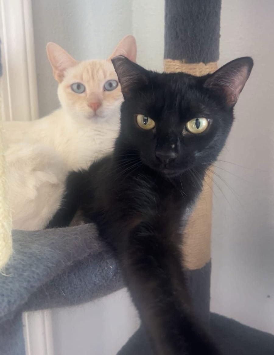 Enlarge Miesha (& Lucky), a Adoptable Domestic Short Hair in Castro Valley, CA image 3/3