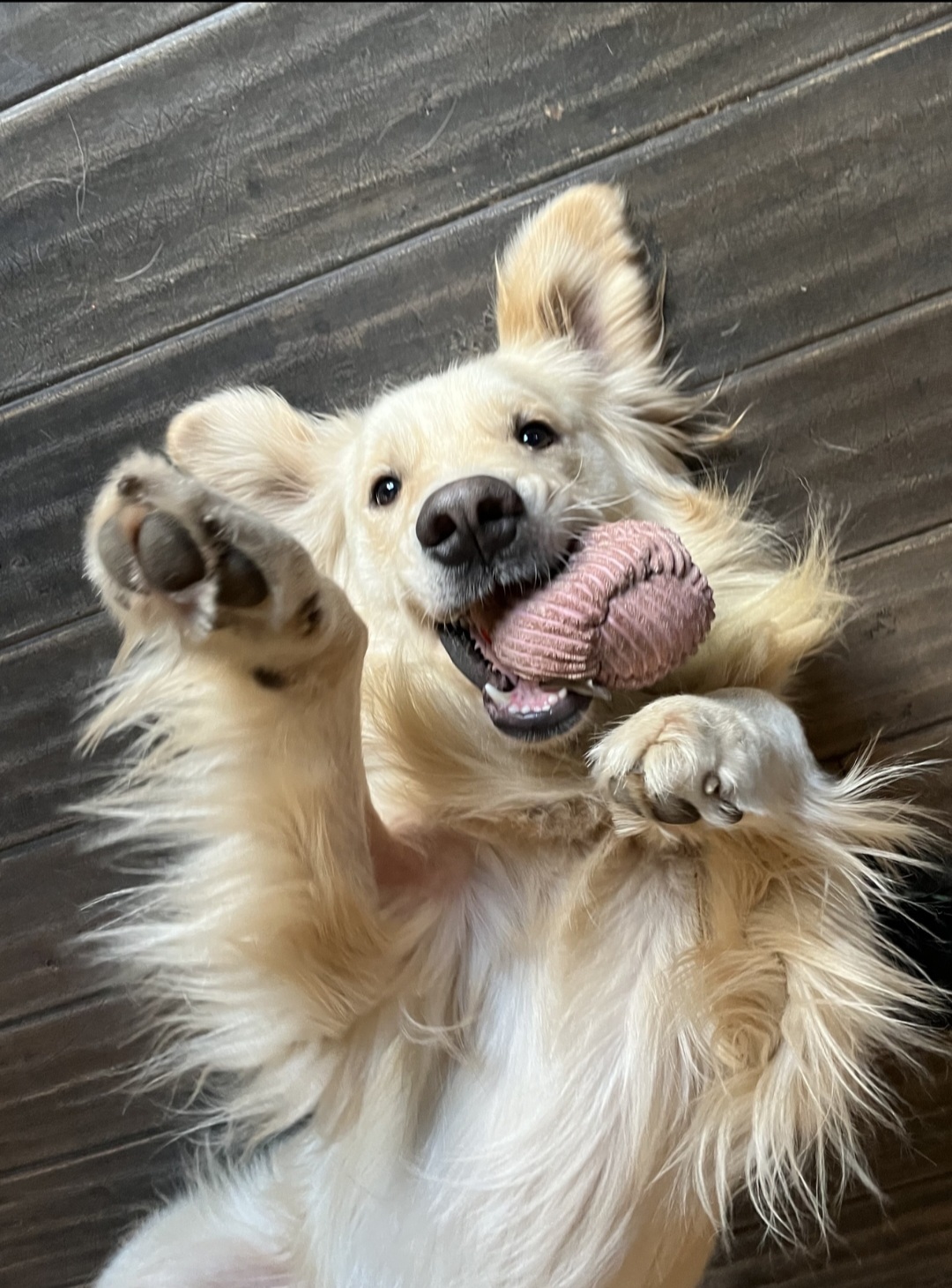 Denali, a Adopted Golden Retriever in Ortonville, MI image 1/4
