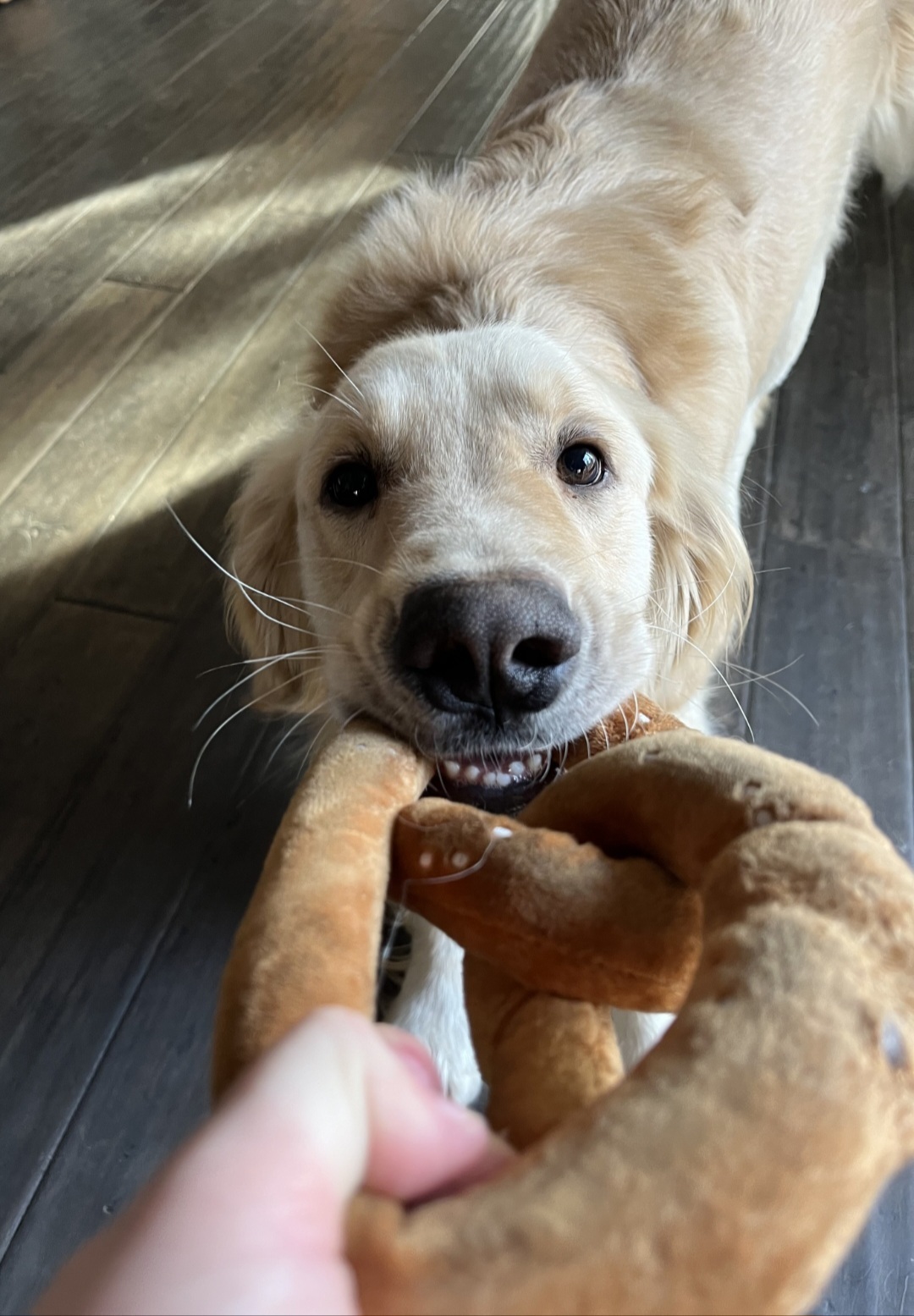 Denali, a Adopted Golden Retriever in Ortonville, MI image 2/4