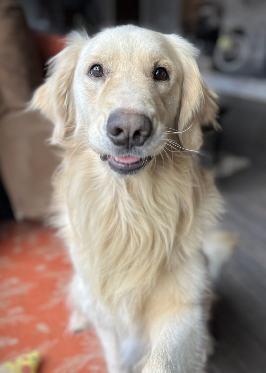 Denali, a Adopted Golden Retriever in Ortonville, MI image 3/4