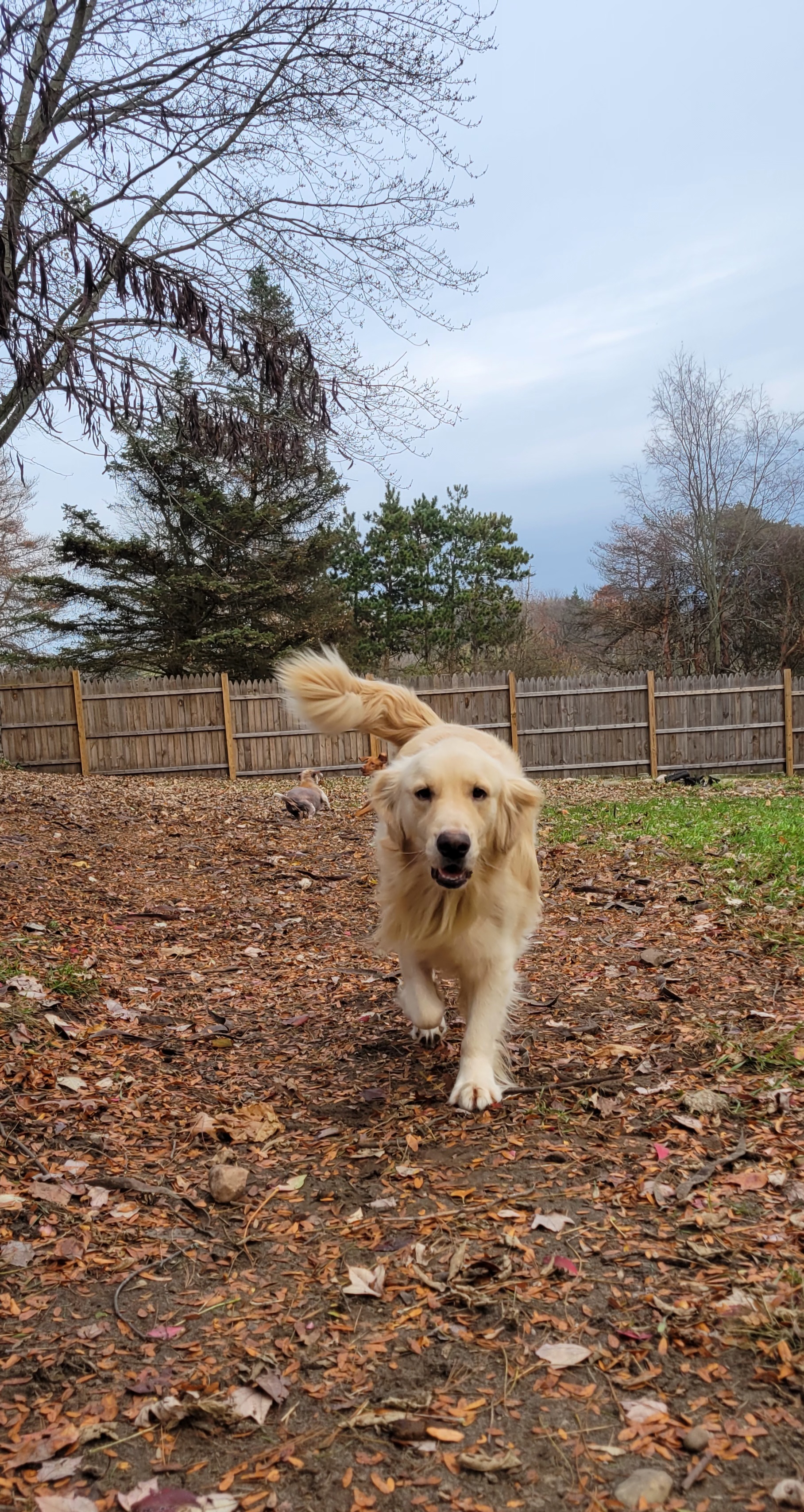 Denali, a Adopted Golden Retriever in Ortonville, MI image 4/4