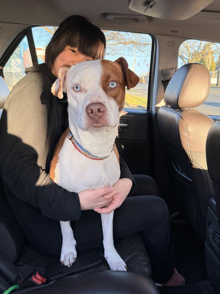 Enlarge Ruby Ann, a Adoptable mixed breed in Gig Harbor, WA image 2/6