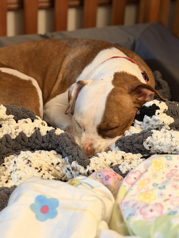 Enlarge Ruby Ann, a Adoptable mixed breed in Gig Harbor, WA image 3/6