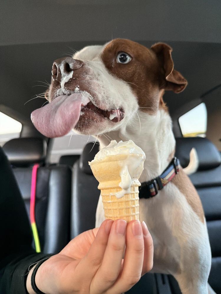 Enlarge Ruby Ann, a Adoptable mixed breed in Gig Harbor, WA image 5/6