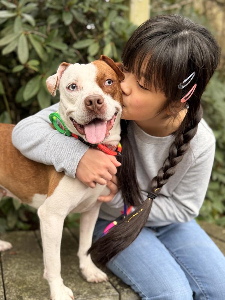 Enlarge Ruby Ann, a Adoptable mixed breed in Gig Harbor, WA image 6/6