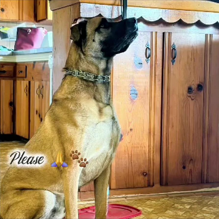 Enlarge Jasper, a Adoptable mixed breed in Brookings, OR image 3/6