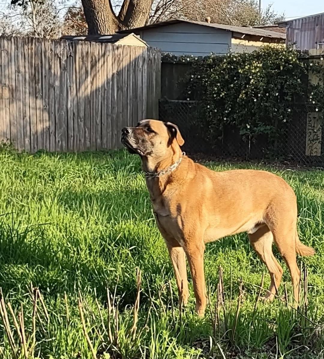 Enlarge Jasper, a Adoptable mixed breed in Brookings, OR image 4/6