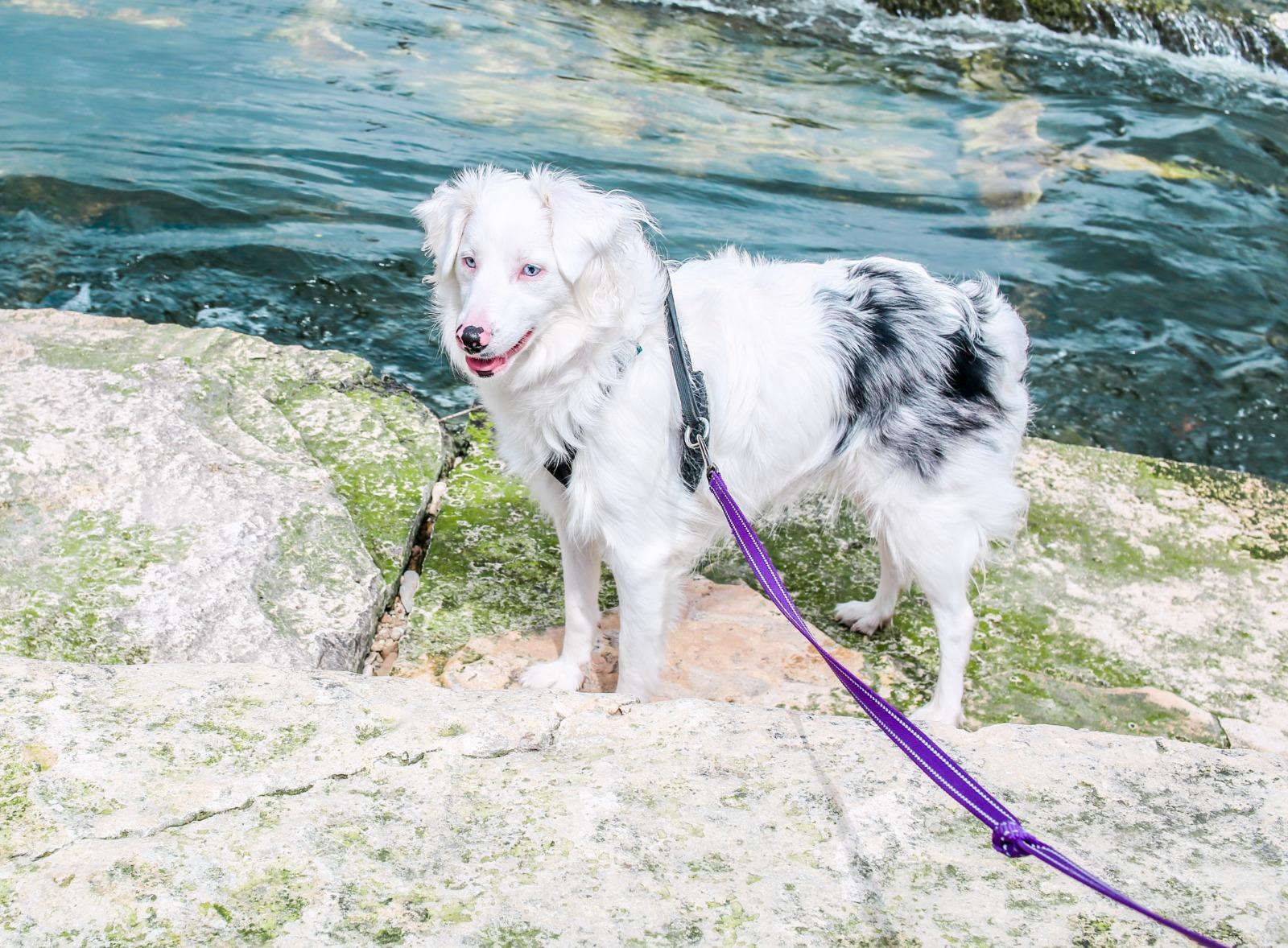 Enlarge Emma- please read the bio, an adopted Australian Shepherd in Killeen, TX image 2/3