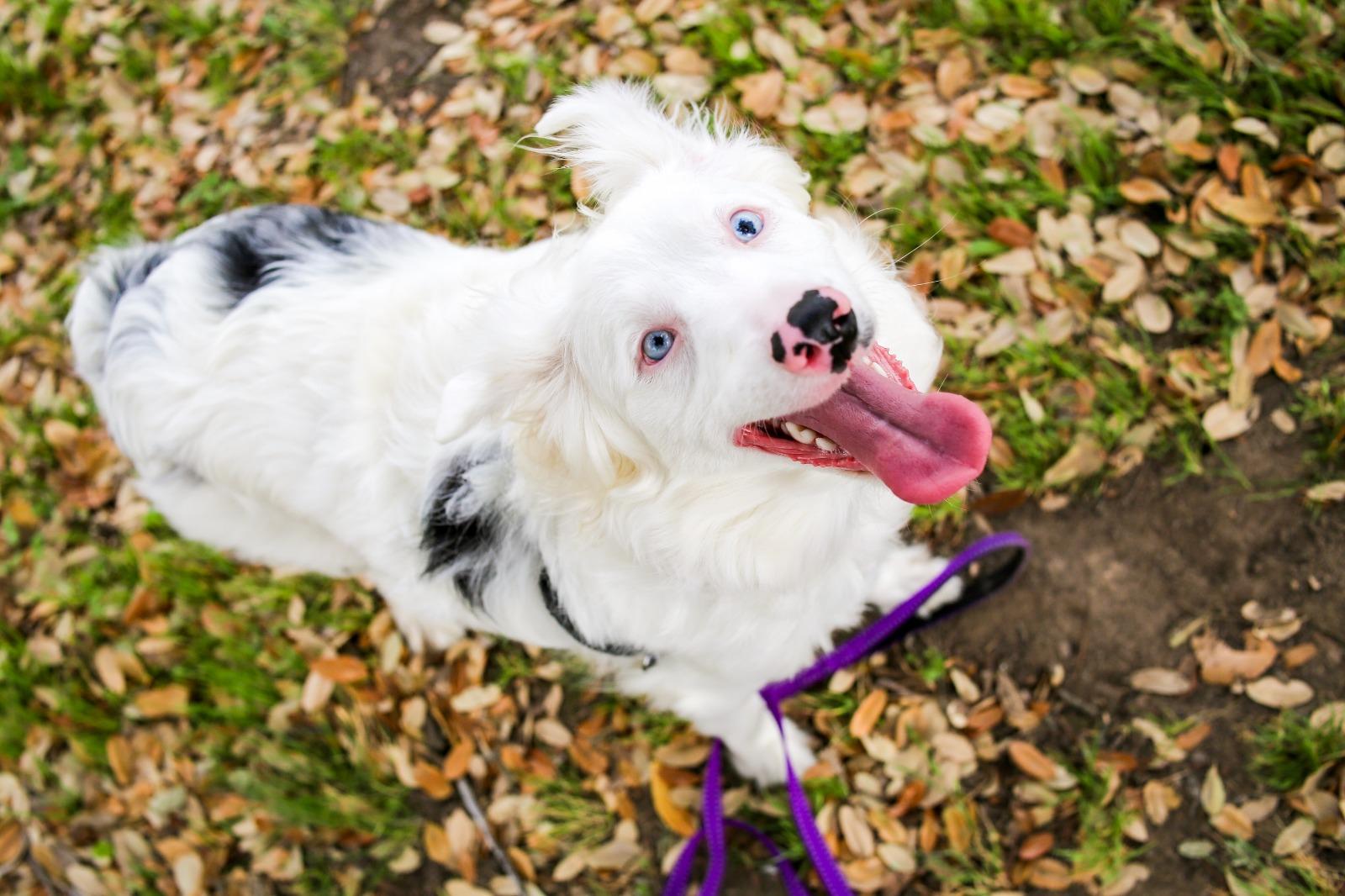 Enlarge Emma- please read the bio, an adopted Australian Shepherd in Killeen, TX image 3/3