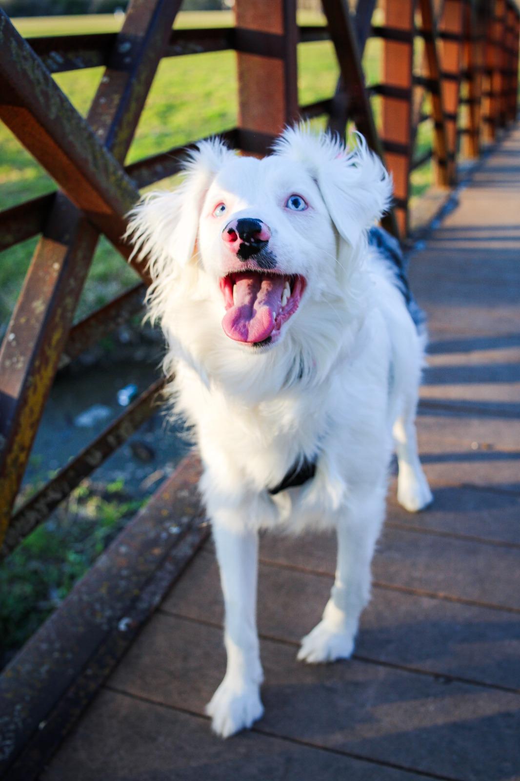 Emma- please read the bio, adopted, Adult Female Australian Shepherd.
