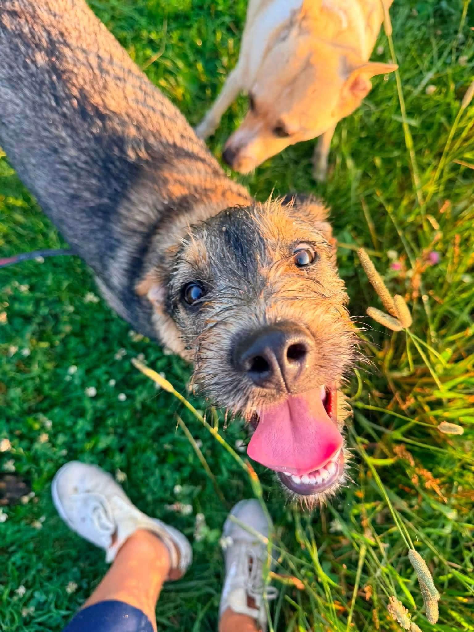 Ace, Adoptable, Young Male Terrier.