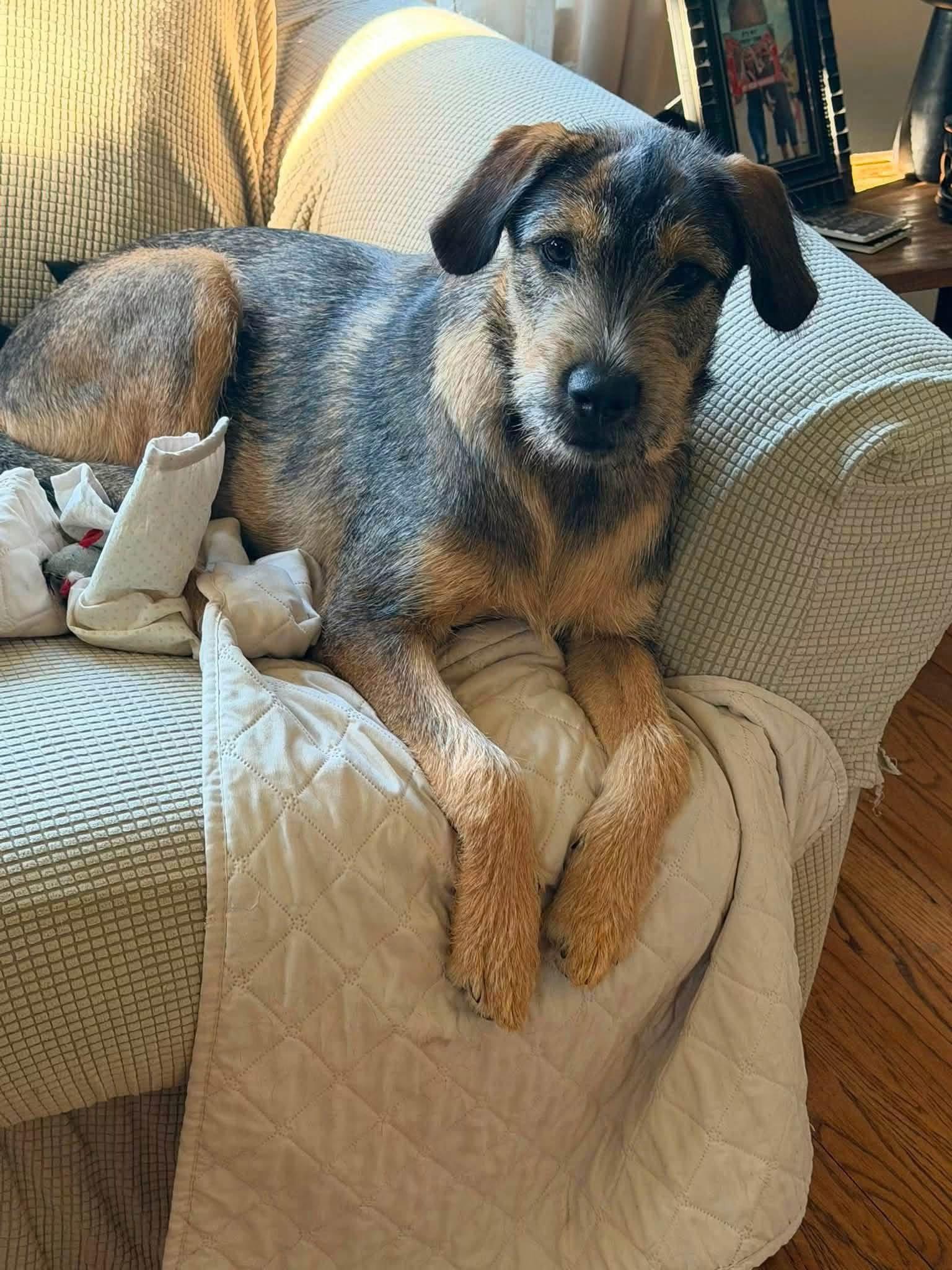 Ace, a Adoptable Terrier in New London, WI image 2/3