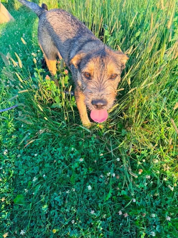 Ace, a Adoptable Terrier in New London, WI image 3/3