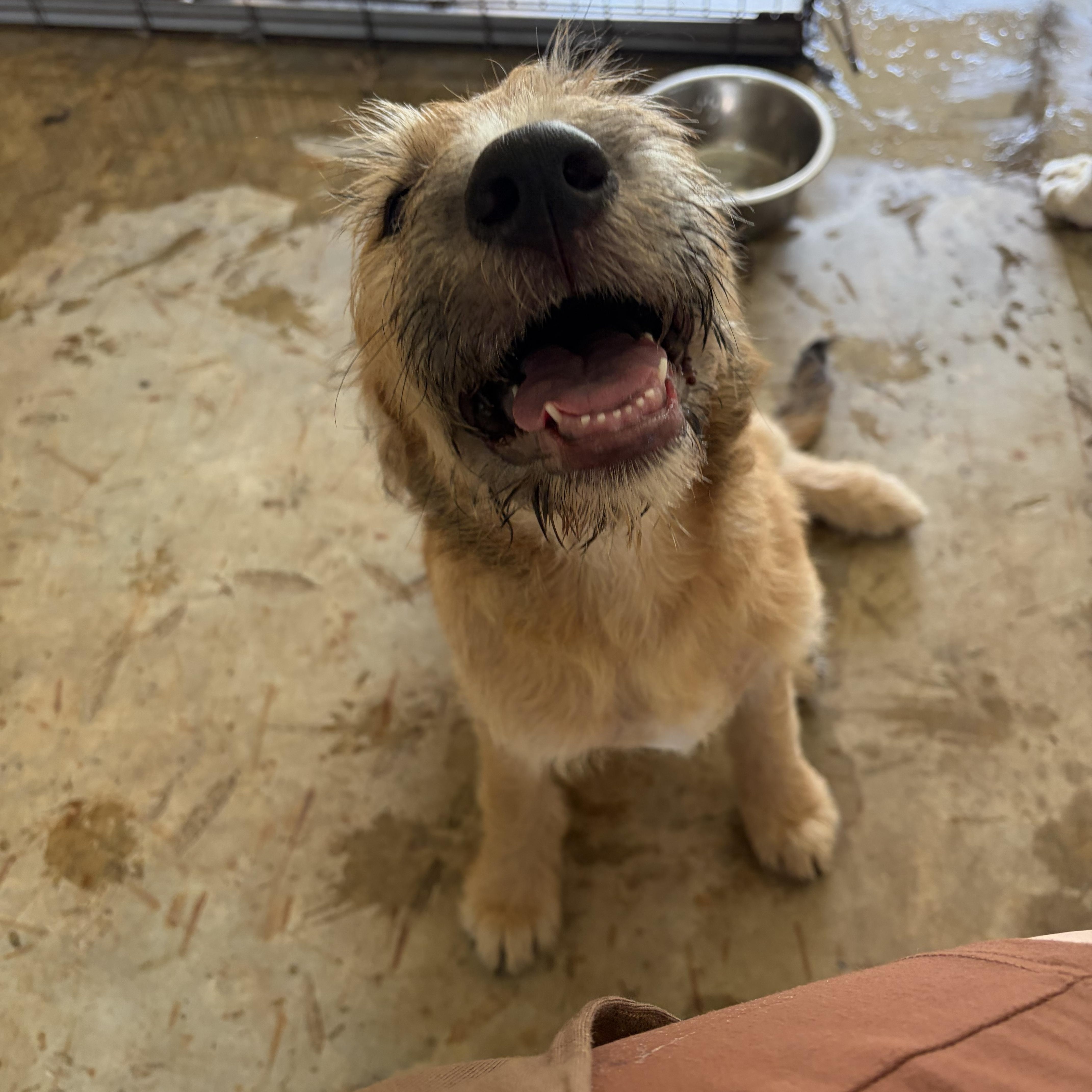 Heen, a Adoptable Goldendoodle in Covington, LA image 3/4