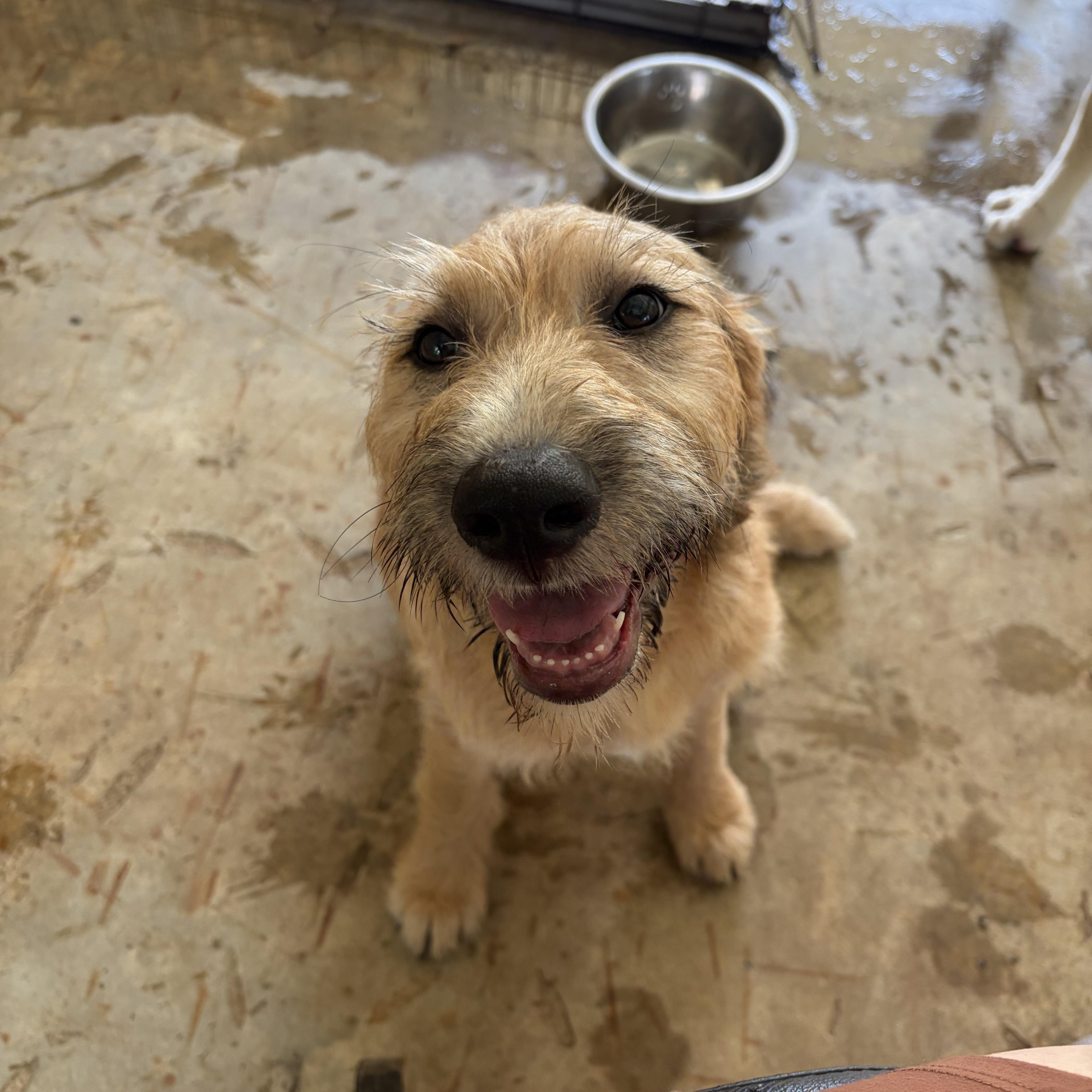 Heen, a Adoptable Goldendoodle in Covington, LA image 1/4