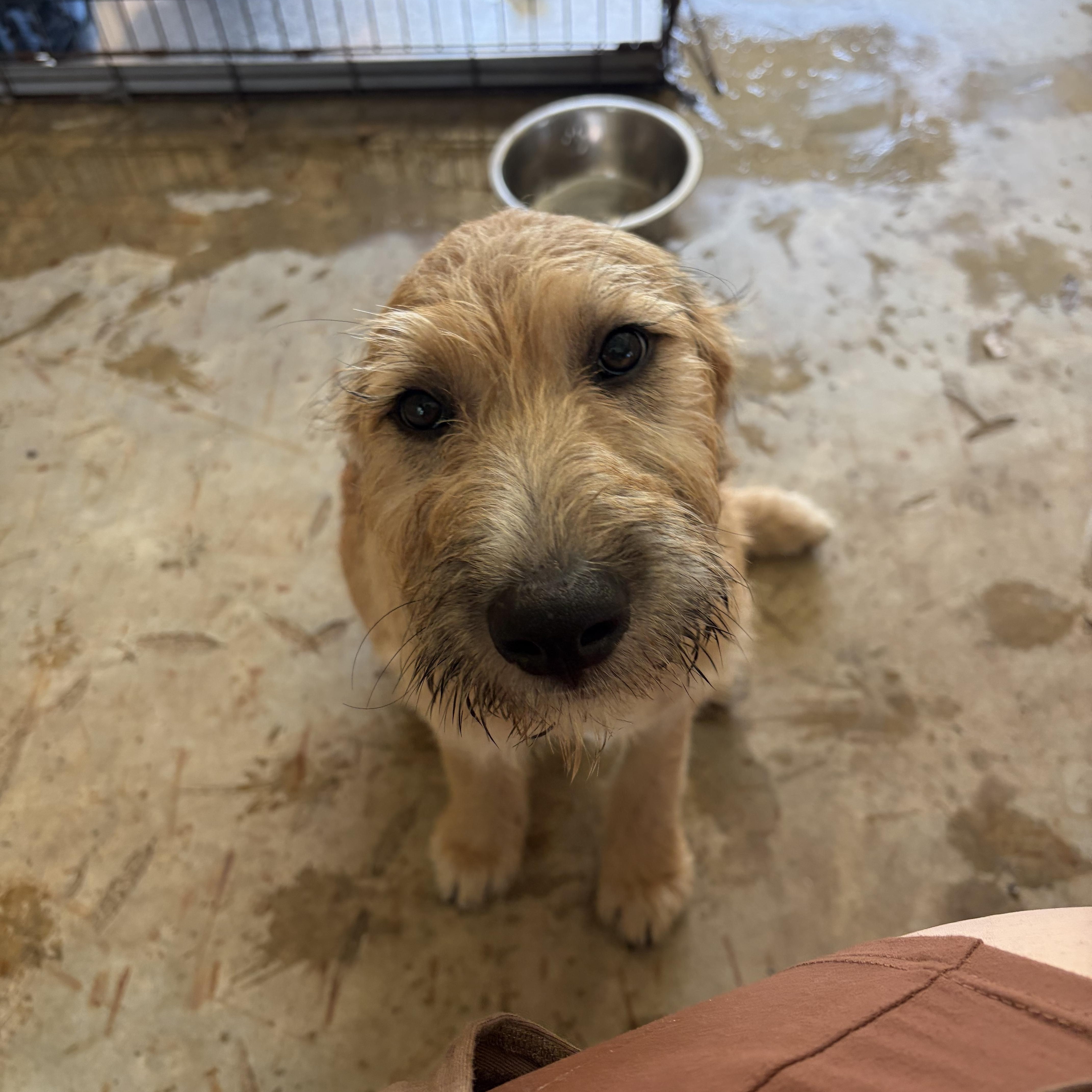 Heen, a Adoptable Goldendoodle in Covington, LA image 4/4