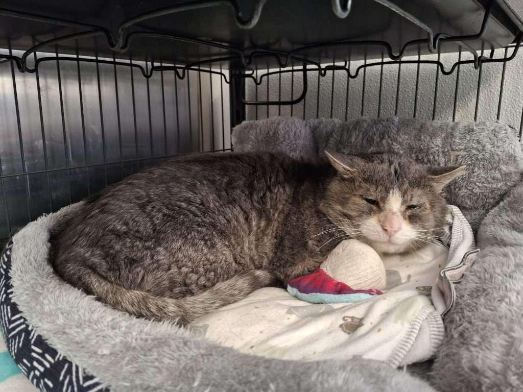 Enlarge WALTER, a ADOPTABLE Tabby in Ironwood, MI image 1/6