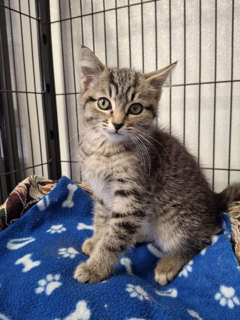 Enlarge WALTER, a ADOPTABLE Tabby in Ironwood, MI image 2/6