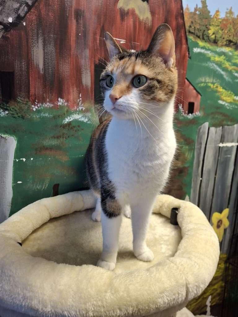 Enlarge WALTER, a ADOPTABLE Tabby in Ironwood, MI image 3/6