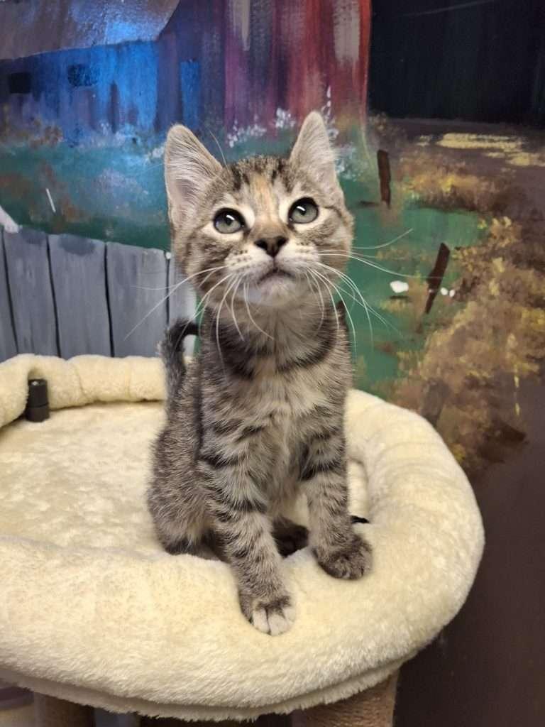 Enlarge WALTER, a ADOPTABLE Tabby in Ironwood, MI image 5/6