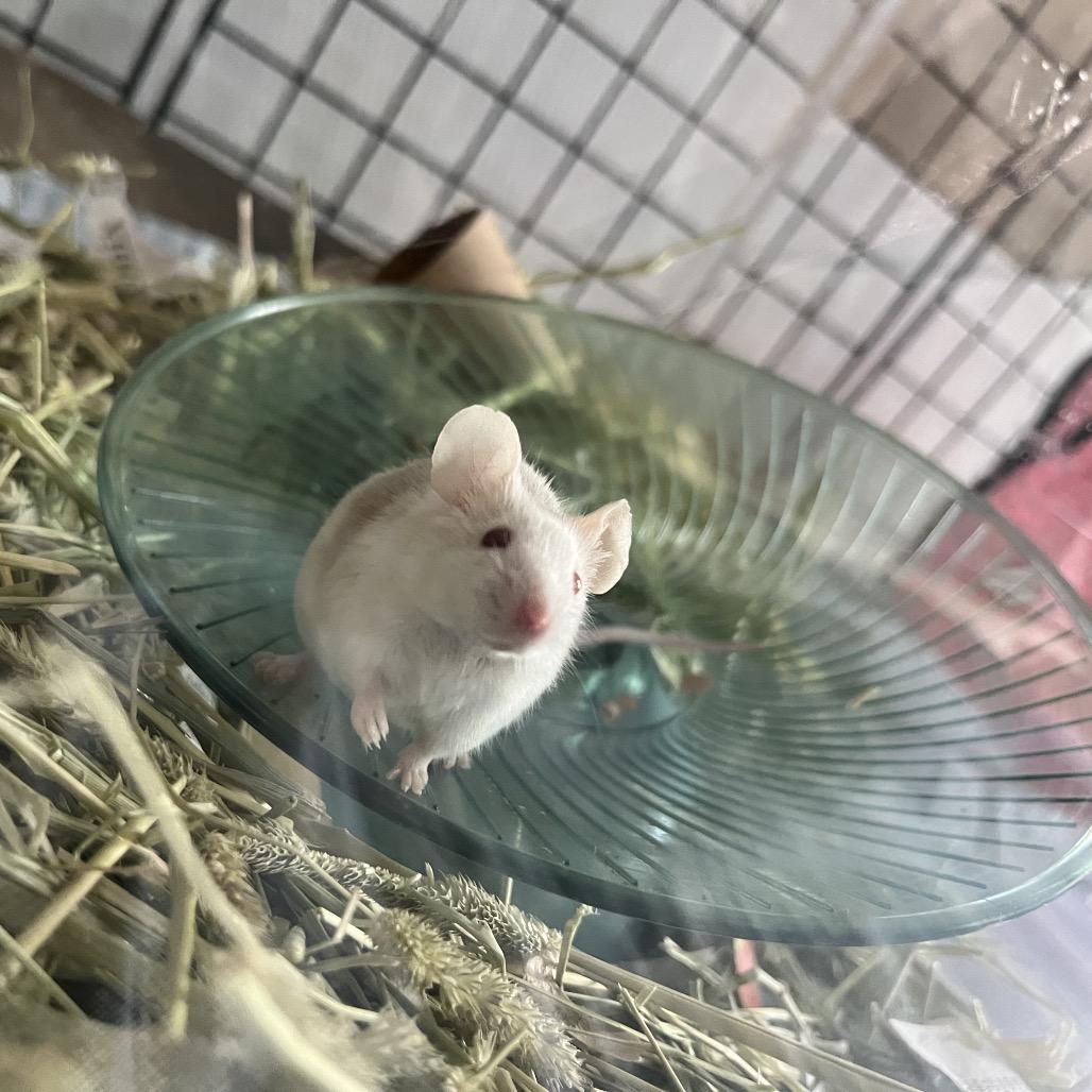 Pancake, Adoptable, Young Male Mouse.
