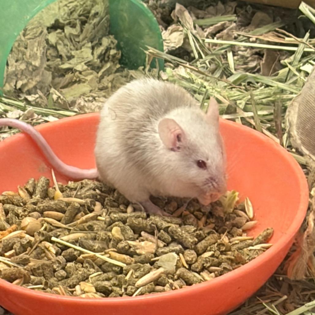 Enlarge Pancake, a Adoptable Mouse in Columbia, MO image 2/6