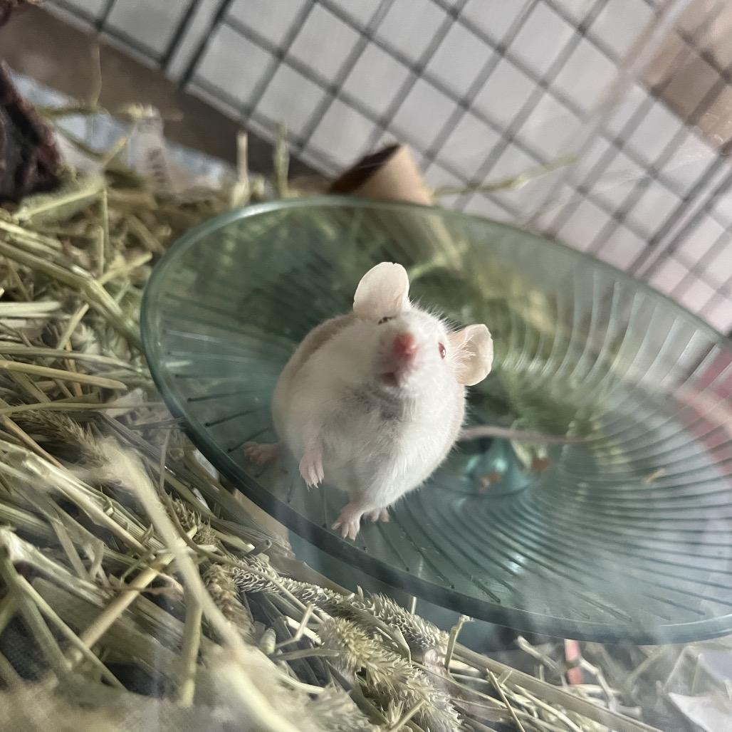 Enlarge Pancake, a Adoptable Mouse in Columbia, MO image 3/6