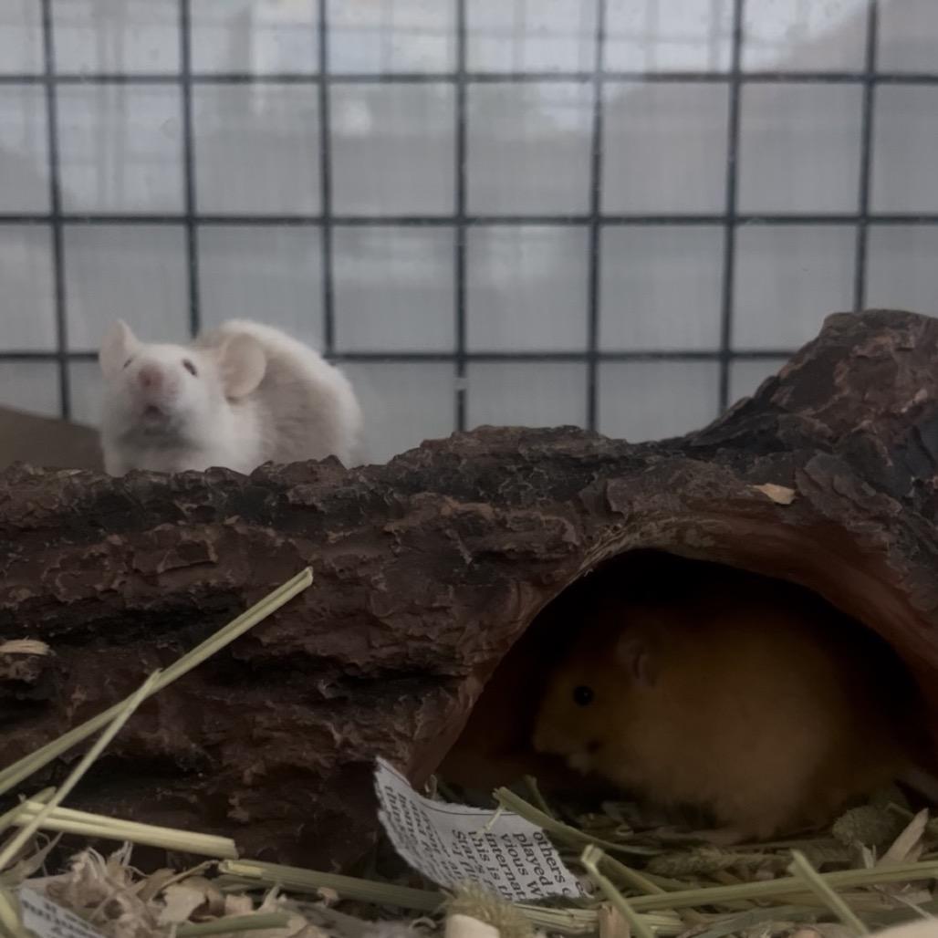 Enlarge Pancake, a Adoptable Mouse in Columbia, MO image 4/6