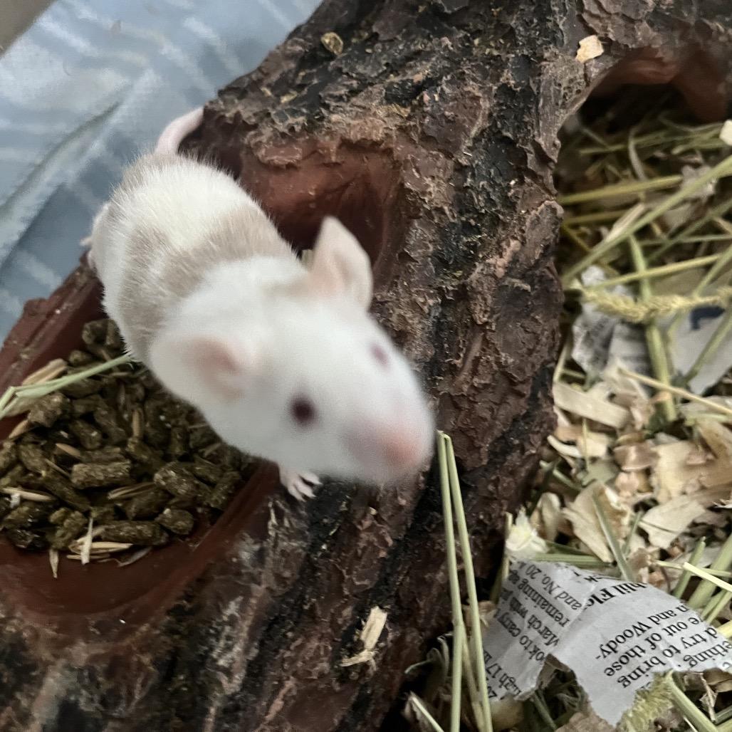 Enlarge Pancake, a Adoptable Mouse in Columbia, MO image 5/6