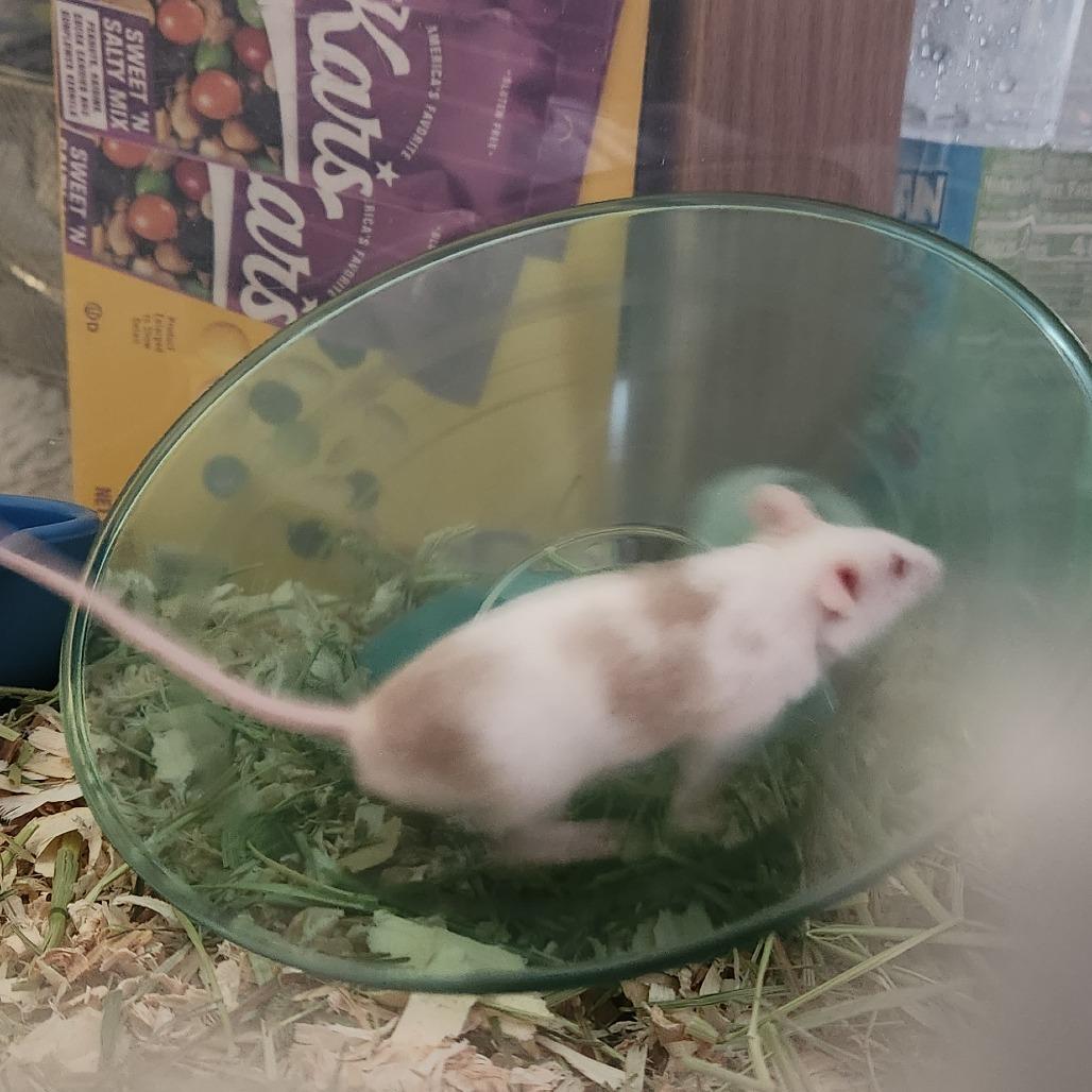 Enlarge Pancake, a Adoptable Mouse in Columbia, MO image 6/6