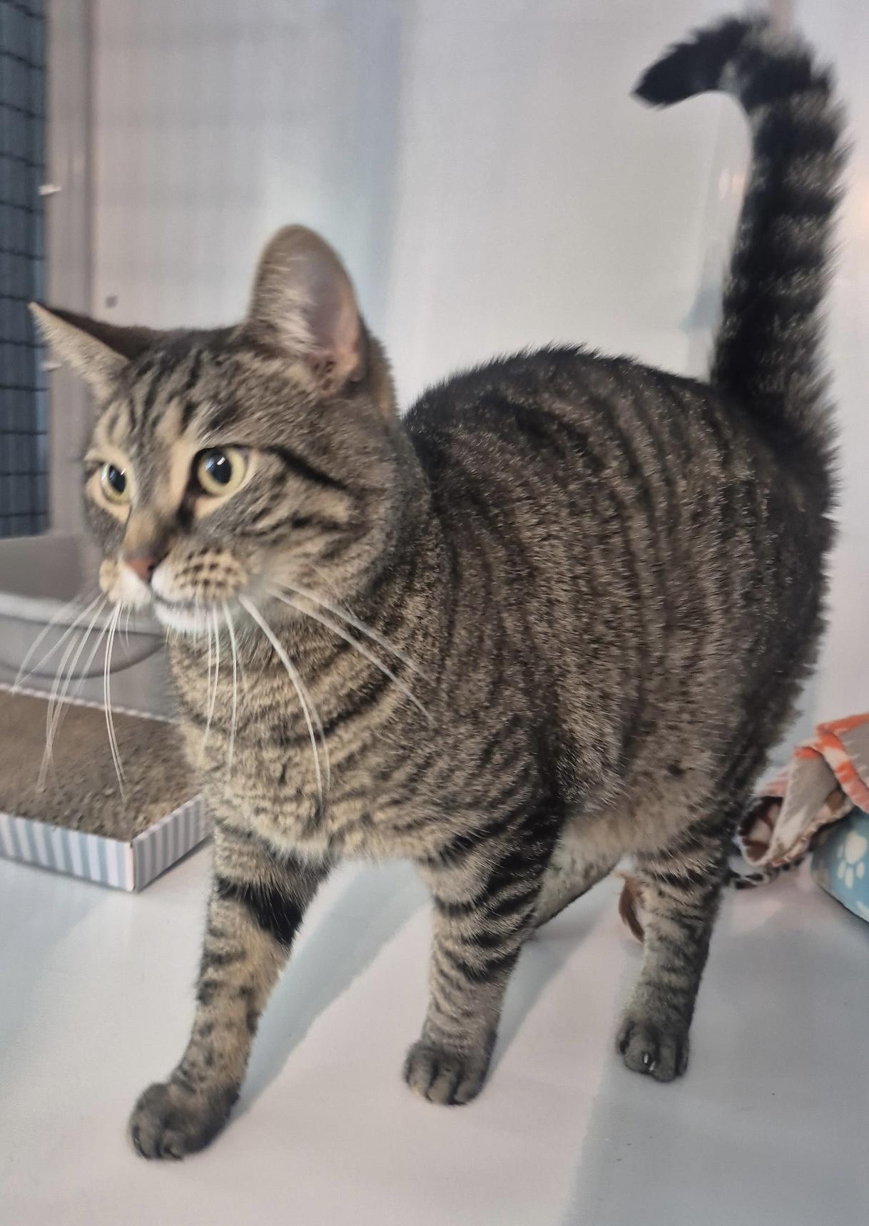 Enlarge Tigger, a Adoptable Domestic Short Hair in Jeffersonville, IN image 2/5