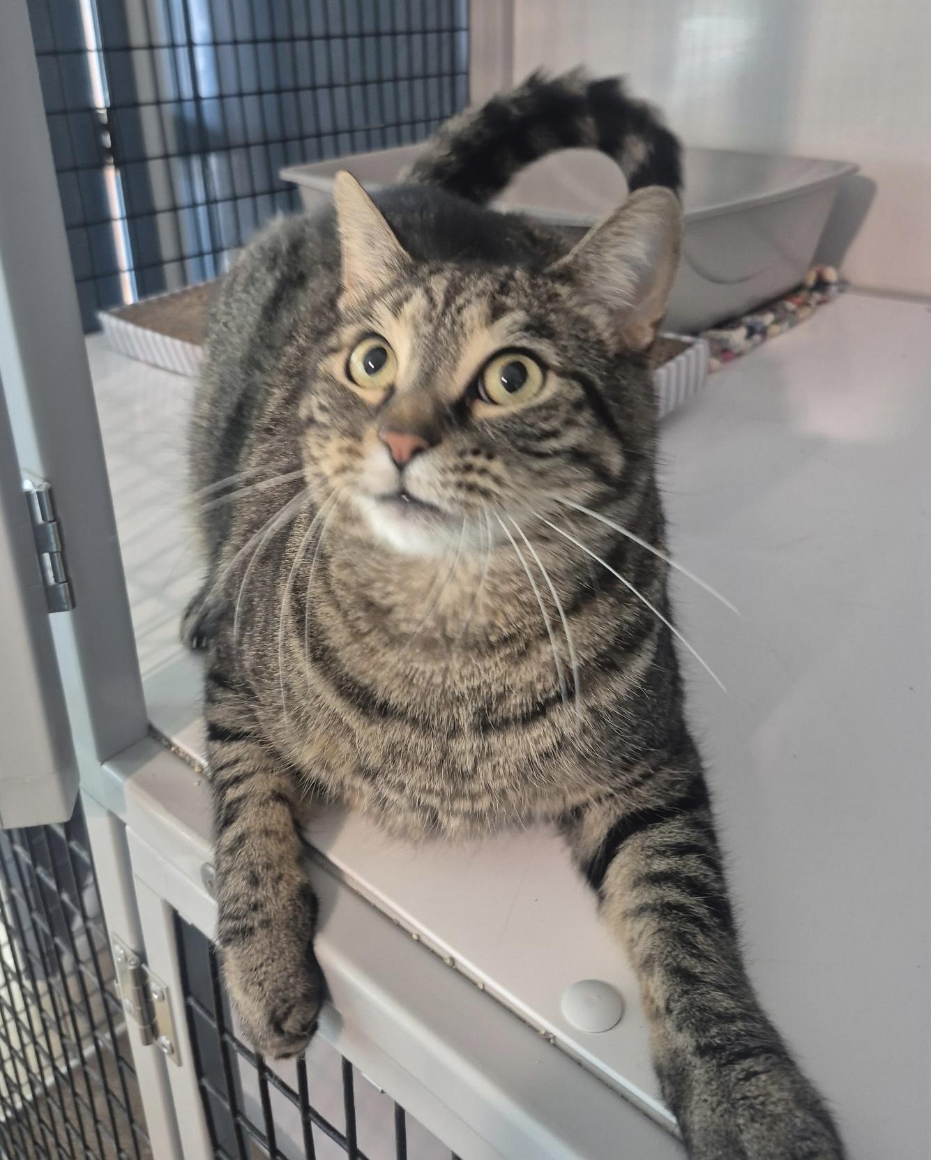 Enlarge Tigger, a Adoptable Domestic Short Hair in Jeffersonville, IN image 3/5