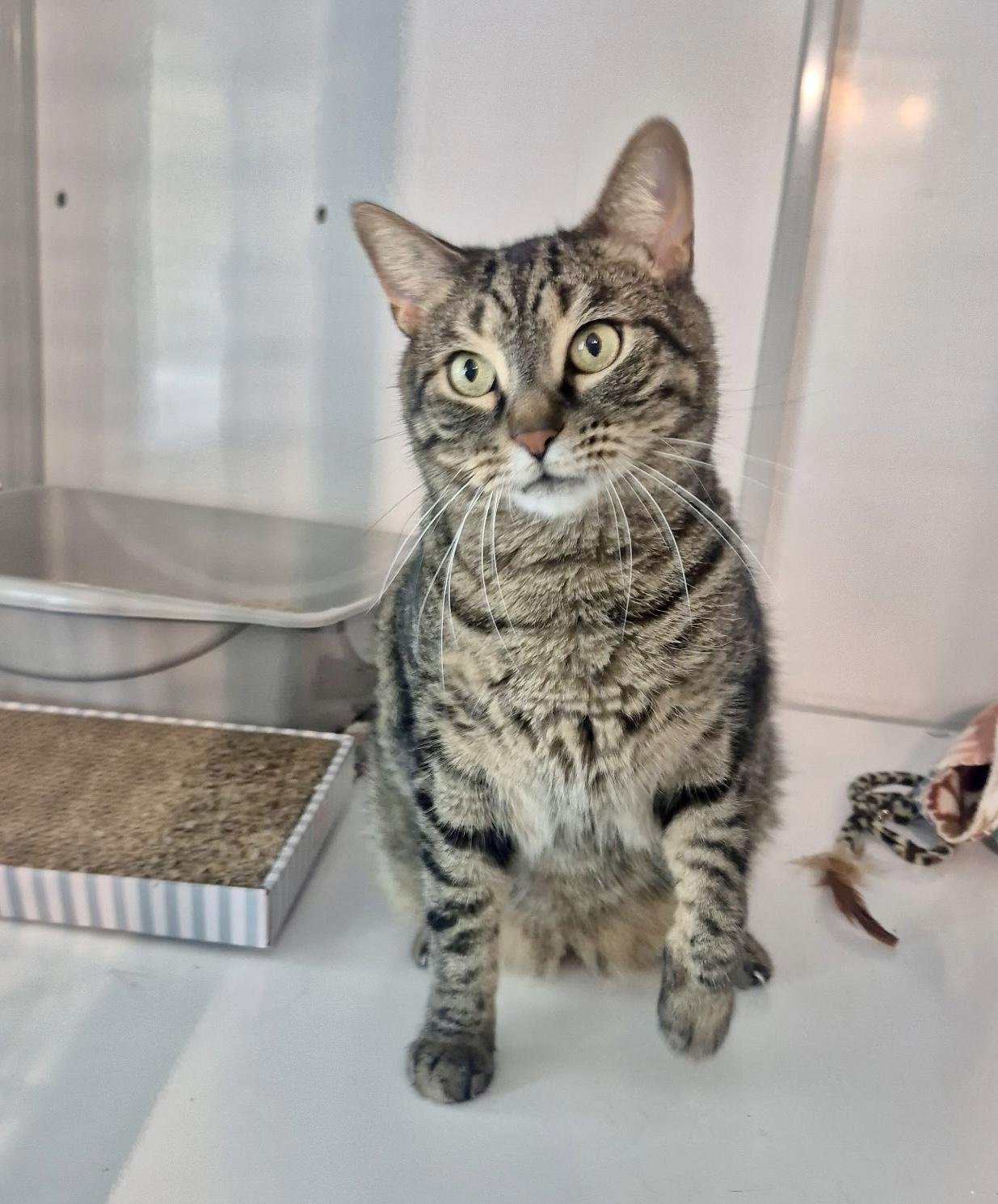 Enlarge Tigger, a Adoptable Domestic Short Hair in Jeffersonville, IN image 5/5