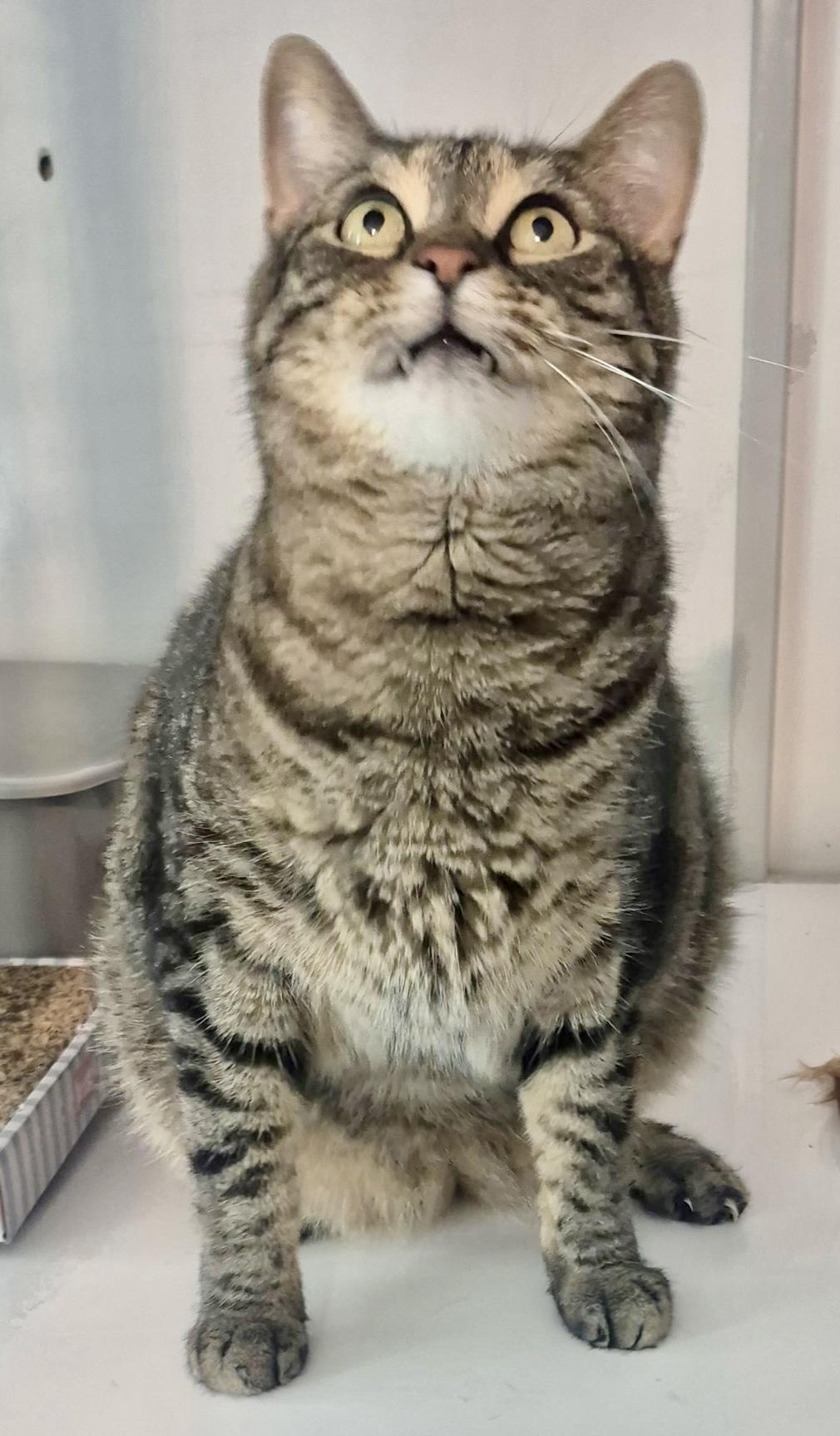 Enlarge Tigger, a Adoptable Domestic Short Hair in Jeffersonville, IN image 4/5