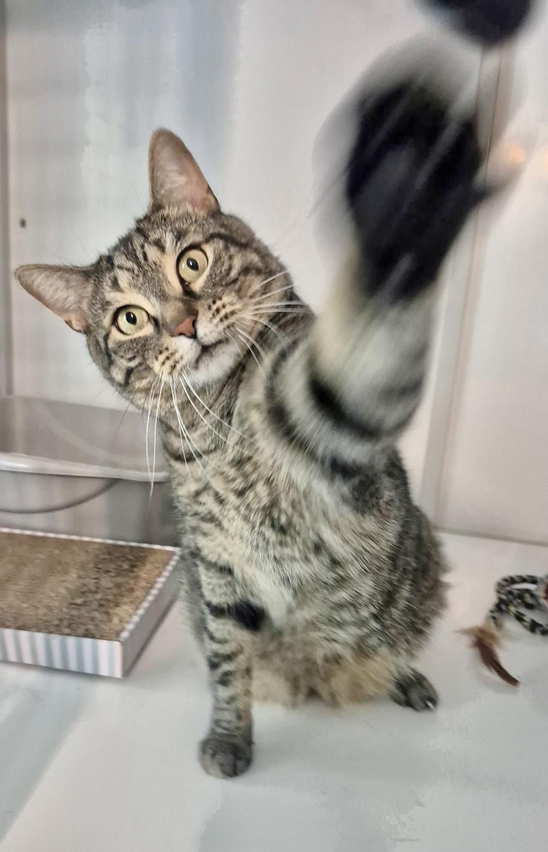 Tigger, Adoptable, Young Male Domestic Short Hair.