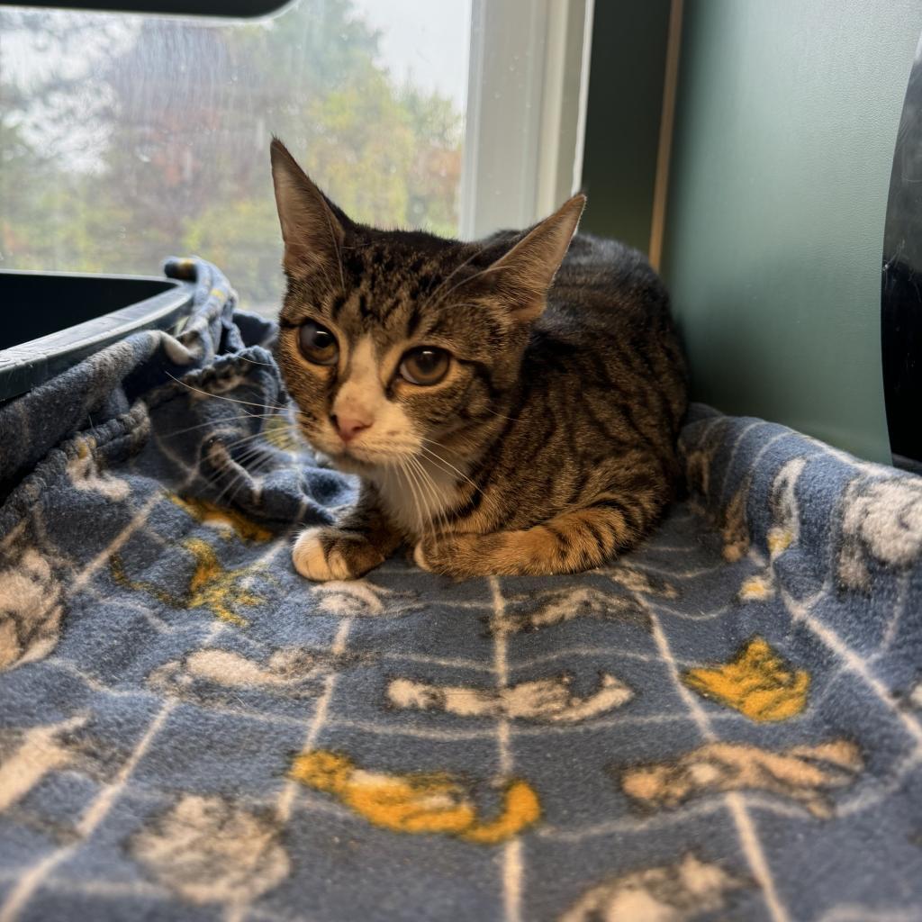 Cat for adoption Taylor, a Domestic Short Hair in Morrisville, VT