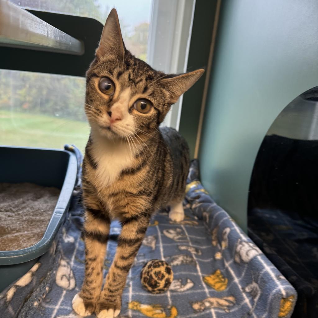 Cat for adoption Taylor, a Domestic Short Hair in Morrisville, VT