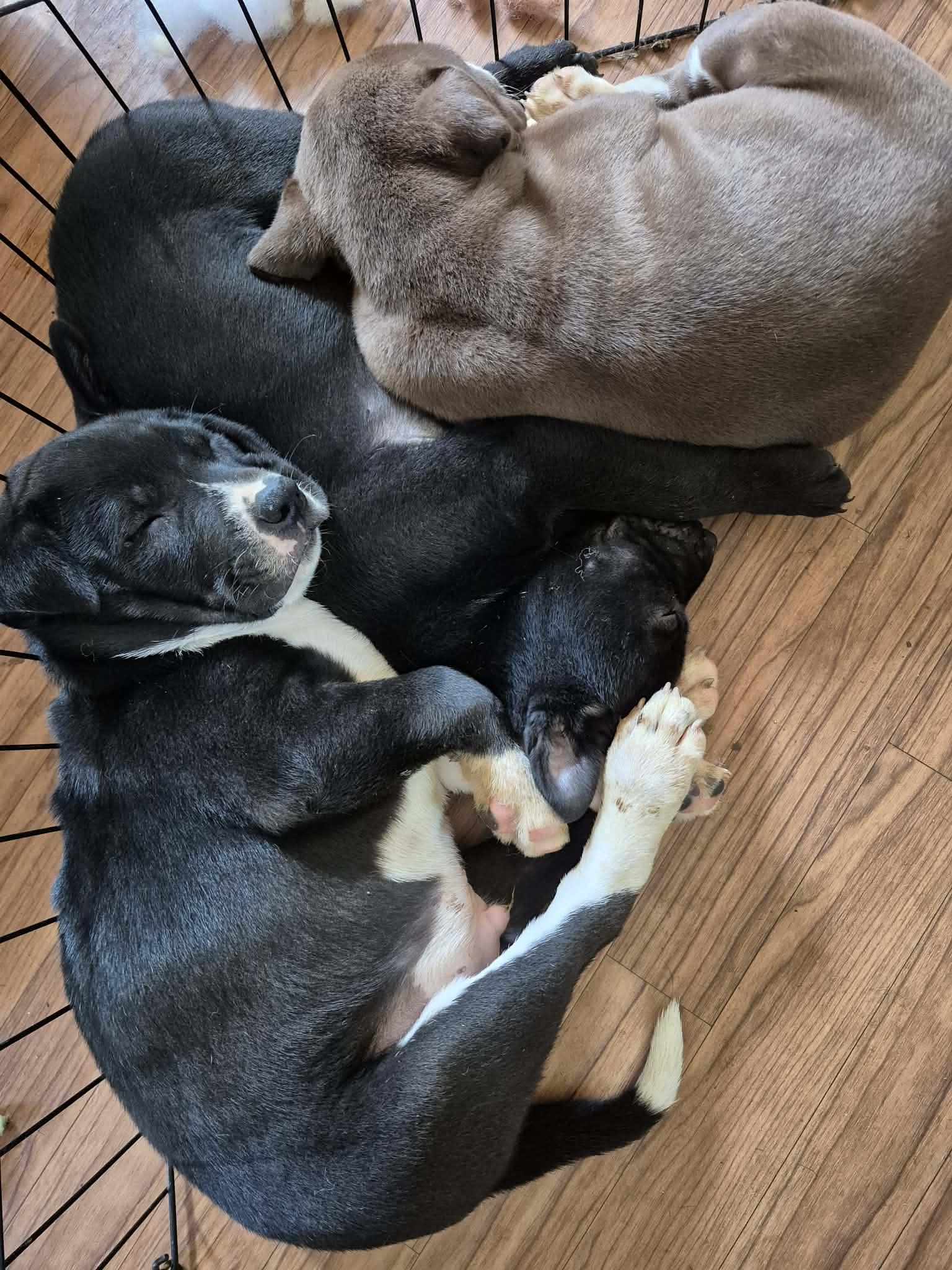 Enlarge Brisket, a ADOPTABLE American Bulldog in Byron, IL image 4/4