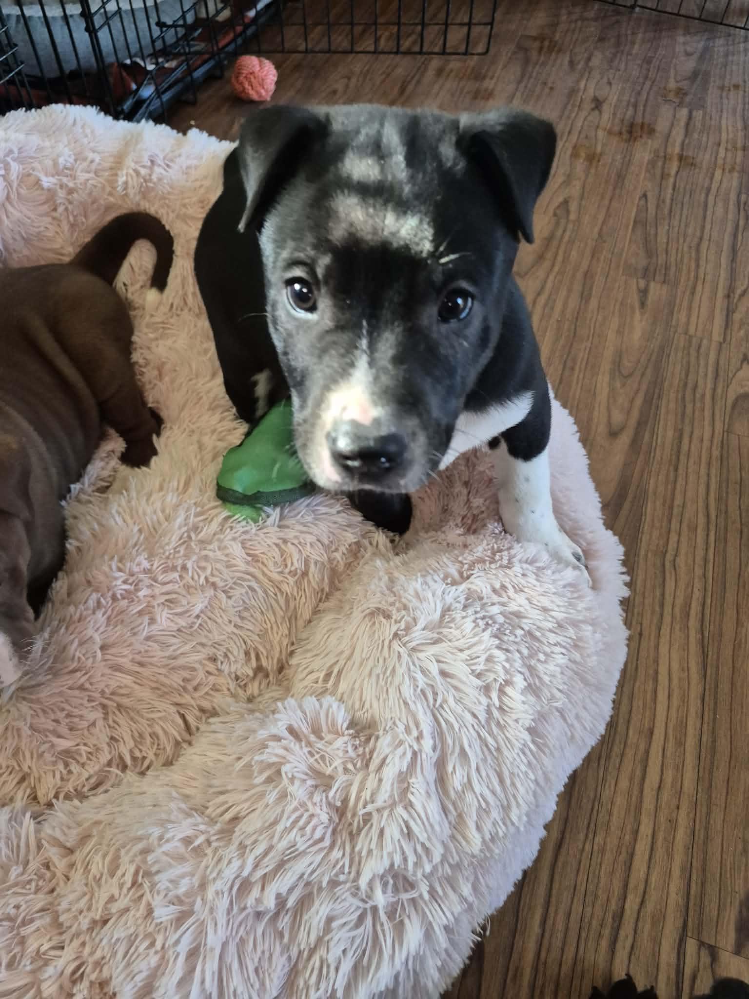 Enlarge Brisket, a ADOPTABLE American Bulldog in Byron, IL image 2/4