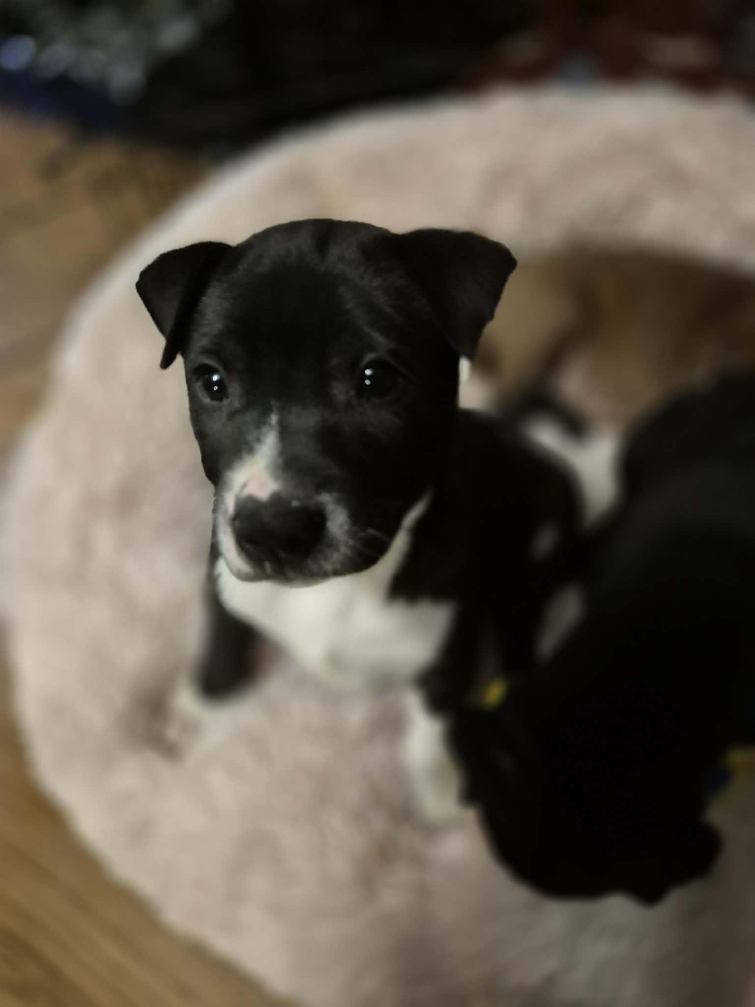 Enlarge Brisket, a ADOPTABLE American Bulldog in Byron, IL image 3/4