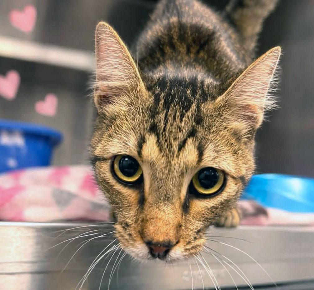 Bobby (AO37082), adopted, Young Male Domestic Short Hair.