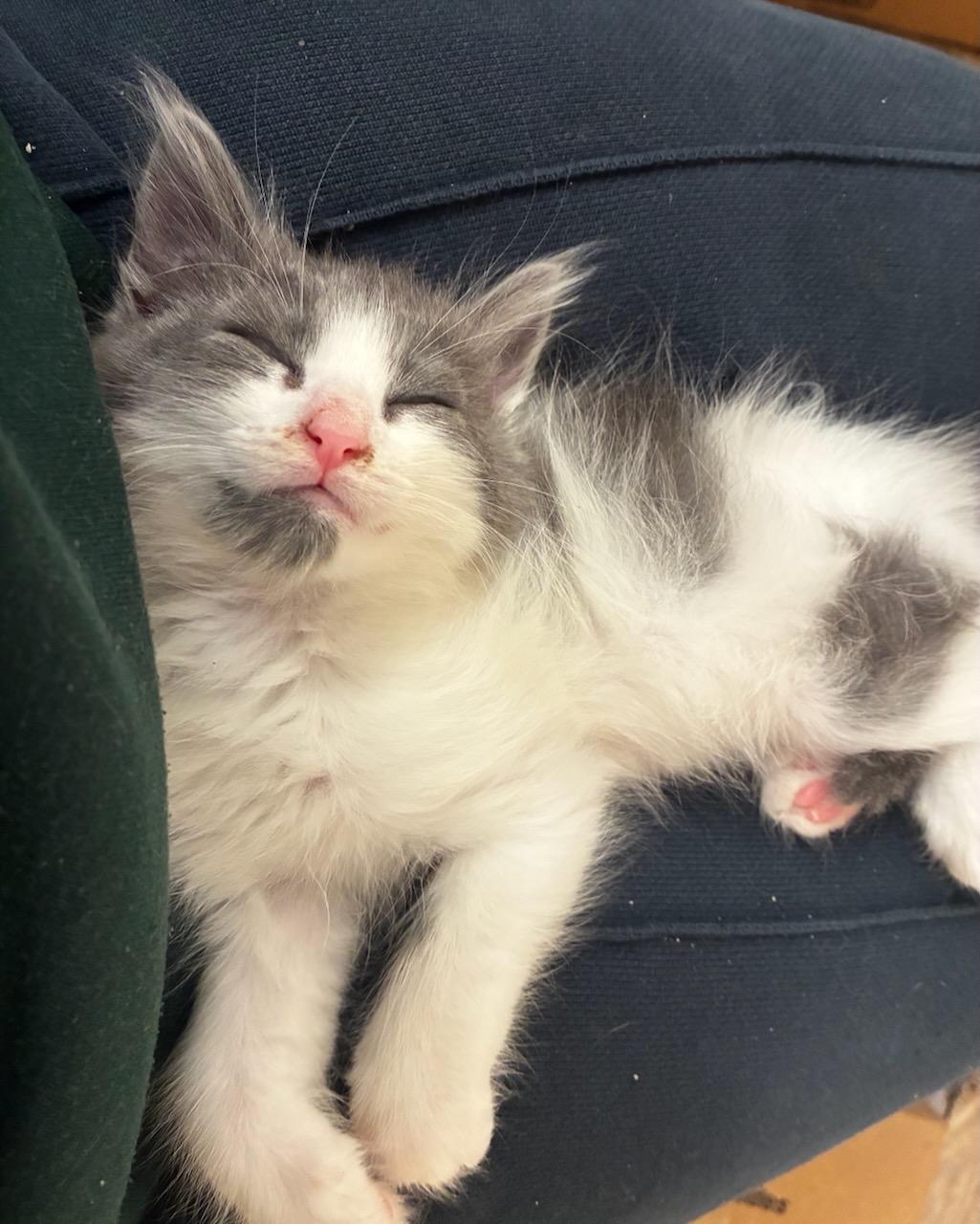 Lewis (bonded with Kali), a Adoptable Domestic Long Hair in San Francisco, CA image 1/5