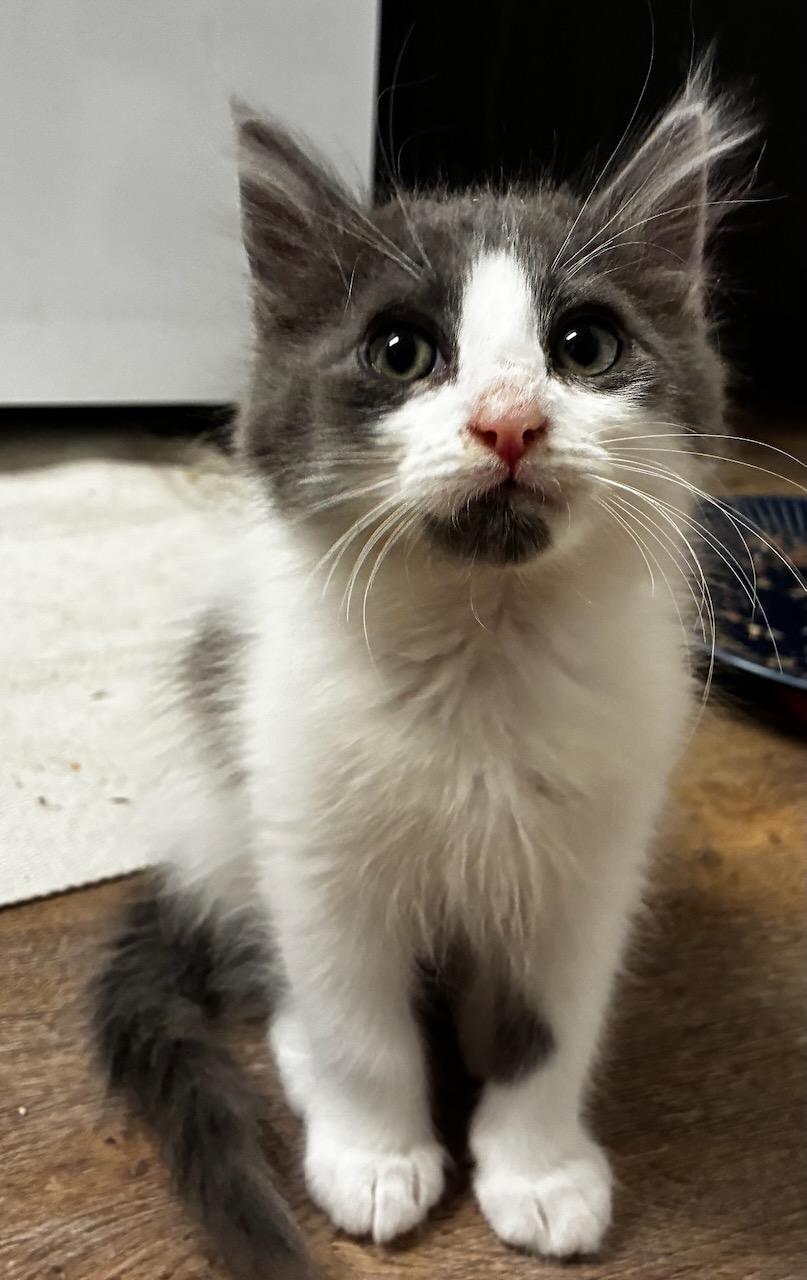 Lewis (bonded with Kali), a Adoptable Domestic Long Hair in San Francisco, CA image 2/5